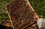 蜂人(蜂人之家 | 蜜蜂全攻略，蜜蜂养殖真的这么无聊吗？)