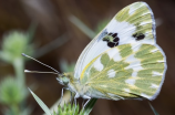 探秘猪蝶：生态多样性之奇迹