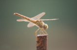 20张生动的虫子图片大全，让你重新认识昆虫世界