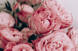 惊人的研究结果：玫瑰数量竟然关乎人际关系？！